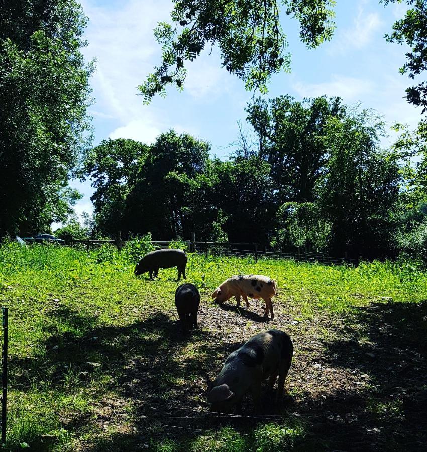 הוילה אקסמינסטר Meadow Barn מראה חיצוני תמונה